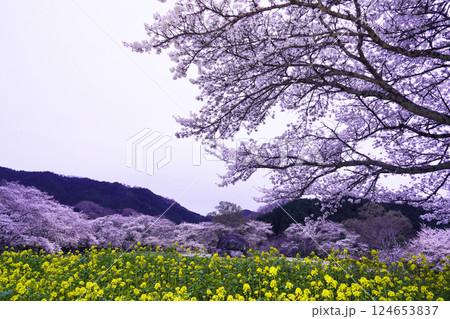桜と菜の花が咲き乱れる春の石舞台古墳 桜と菜の花が咲き乱れる春の石舞台古墳 124653837