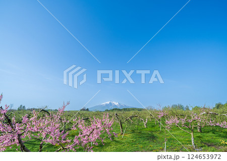 「青森県」リンゴ畑と岩木山の風景 「青森県」リンゴ畑と岩木山の風景 124653972