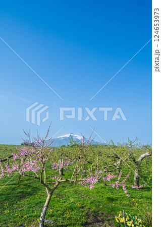 「青森県」リンゴ畑と岩木山の風景 124653973