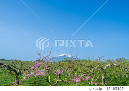 「青森県」リンゴ畑と岩木山の風景 「青森県」リンゴ畑と岩木山の風景 124653974