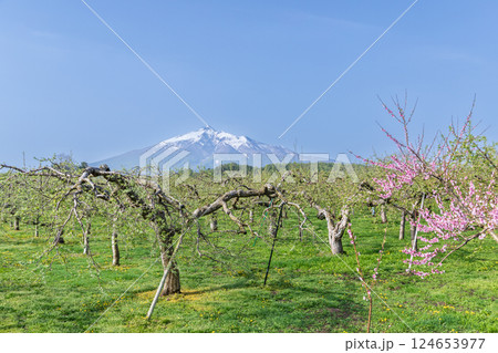 「青森県」リンゴ畑と岩木山の風景 124653977