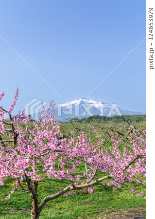 「青森県」リンゴ畑と岩木山の風景 124653979