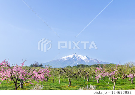 「青森県」リンゴ畑と岩木山の風景 124653982