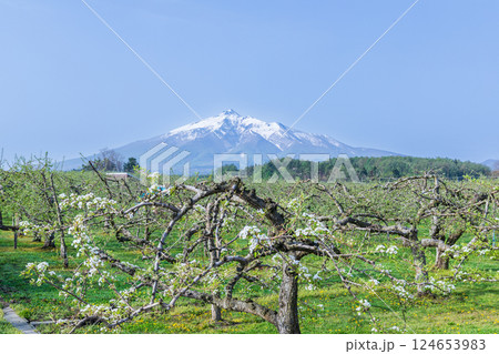 「青森県」リンゴ畑と岩木山の風景 124653983