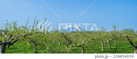 「青森県」リンゴ畑と岩木山の風景 124654039