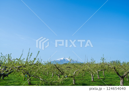 「青森県」リンゴ畑と岩木山の風景 124654040