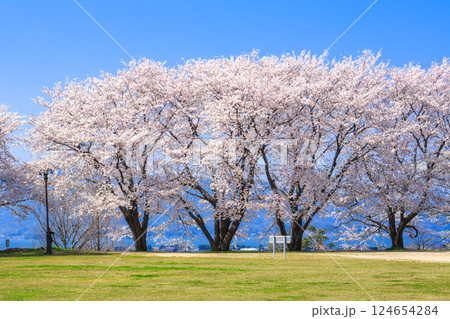 〈島根県〉満開になった桜 124654284