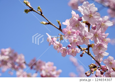 青空に映える美しい桜 アップ 青空に映える美しい桜 アップ 124654307