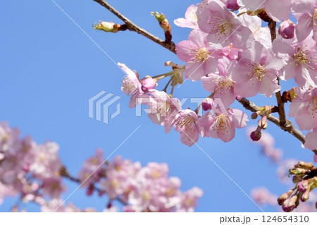 青空に映えるピンクの河津桜 青空に映えるピンクの河津桜 124654310