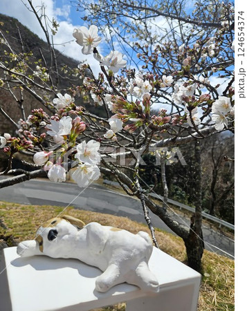 シーズー 寝ている 桜 124654374