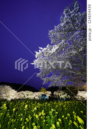 ライトアップされた満開の桜と菜の花のコラボ ライトアップされた満開の桜と菜の花のコラボ 124654439