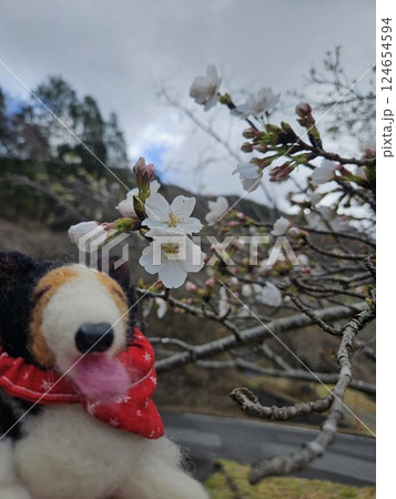 シェルティ 桜 羊毛フェルト シェルティ 桜 羊毛フェルト 124654594