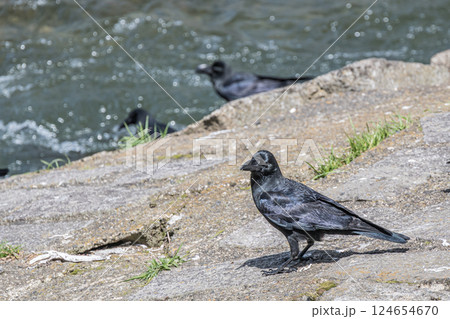 カラス（ハシブトガラス） 124654670