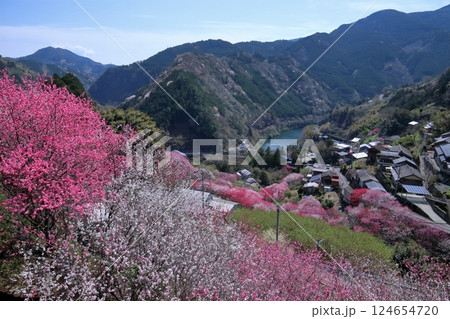 春めく寺村地区 花桃の里 (高知県 仁淀川町) 春めく寺村地区 花桃の里 (高知県 仁淀川町) 124654720