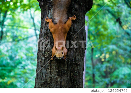 A squirrel is hanging on a tree trunk against a background of park greenery. A squirrel is hanging on a tree trunk against a background of park greenery. 124654745