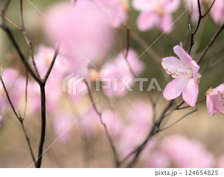 3月に咲いた淡いピンク色のアカヤシオの花 3月に咲いた淡いピンク色のアカヤシオの花 124654825