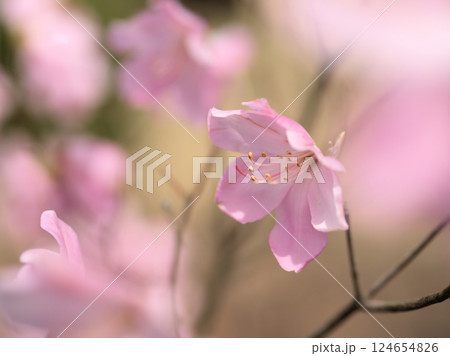 3月に咲いた淡いピンク色のアカヤシオの花 124654826