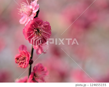 3月に咲いた美しい紅梅「鹿児島紅（カゴシマベニ）」 124655155