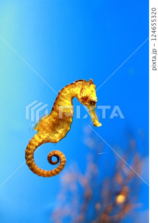 新潟県上越市立水族博物館うみがたりのタツノオトシゴ 新潟県上越市立水族博物館うみがたりのタツノオトシゴ 124655320