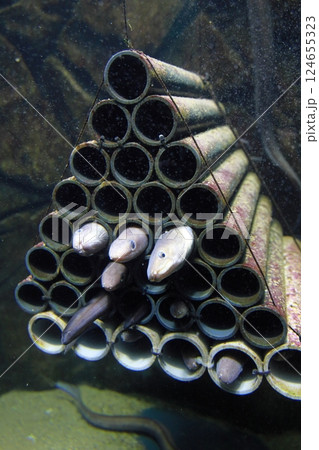 新潟県上越市立水族博物館うみがたりのアナゴマンション 124655323
