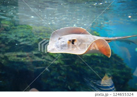 新潟県上越市立水族博物館うみがたりの泳ぐエイ 124655324