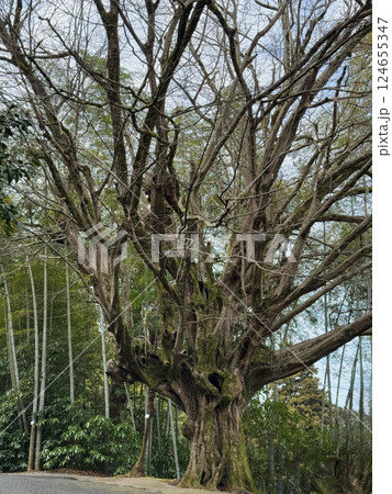 Majestic Ancient Tree with Twisting Branches 124655347