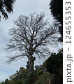 Majestic Bare Tree on a Hillside Under Cloudy Sky 124655353