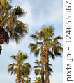 Cluster of palm trees against a clear blue sky 124655367