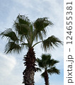 Two tall palm trees under a cloudy sky 124655381