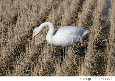 冬の水田に残っている餌を探す白鳥 124655491
