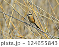 葦にとまるモズ 124655843