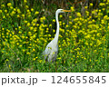 菜の花畑に立つダイサギ 124655845