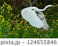 菜の花畑で飛ぶ白鷺 124655846