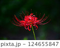 赤い彼岸花 124655847