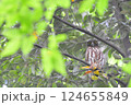 アオバズクが枝に止まっています 124655849