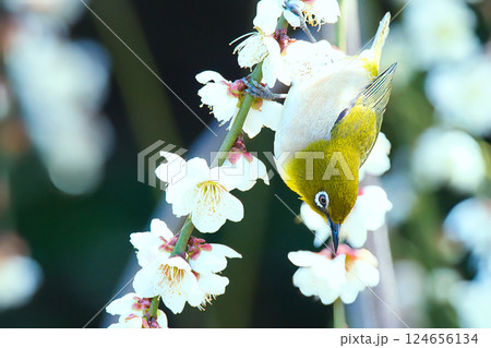 梅の花の蜜を吸うメジロ 梅の花の蜜を吸うメジロ 124656134