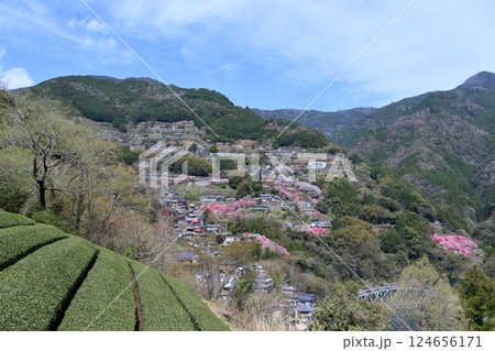 山村を彩る花桃と桜 (高知県 仁淀川町寺村) 山村を彩る花桃と桜 (高知県 仁淀川町寺村) 124656171
