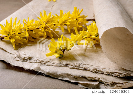 Yellow Forsythia Flowers On Vintage Paper Yellow Forsythia Flowers On Vintage Paper 124656302