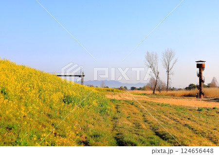 渡良瀬遊水地 土手に咲く菜の花 渡良瀬遊水地 土手に咲く菜の花 124656448