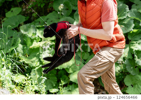 Black cat in red harness being held by an individual dressed in an orange vest in lush green outdoor setting. The cat seems calm while being carried in forest or garden 124656466