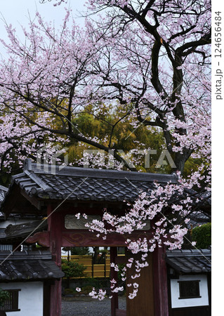 群馬県 称名寺の桜 群馬県 称名寺の桜 124656484