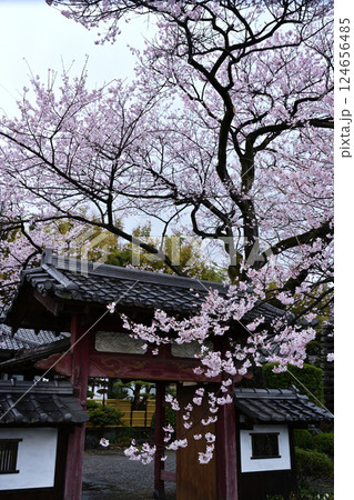 群馬県 称名寺の桜 群馬県 称名寺の桜 124656485
