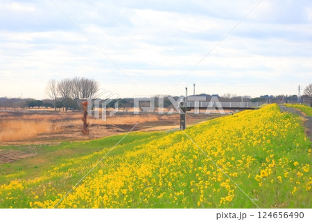 渡良瀬遊水地 土手に咲く菜の花 渡良瀬遊水地 土手に咲く菜の花 124656490