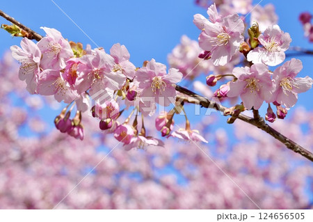 青空に映える美しい桜 アップ 青空に映える美しい桜 アップ 124656505
