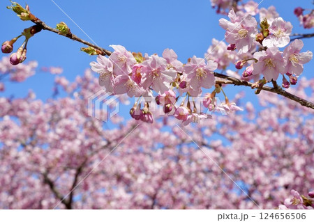 青空に映える美しい桜　アップ 124656506