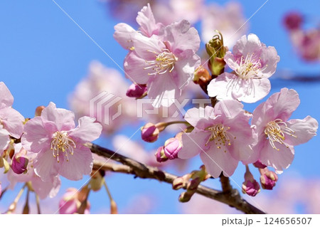 青空に映える美しい桜　アップ 124656507