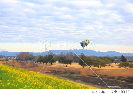 渡良瀬遊水地の日の土手に咲く菜の花 渡良瀬遊水地の日の土手に咲く菜の花 124656514