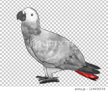 站立的非洲灰鸚鵡 124656559