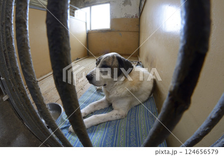 Stray dogs sitting in the aviary behind bars. Municipal animal shelter. Borodyanka, Ukraine Stray dogs sitting in the aviary behind bars. Municipal animal shelter. Borodyanka, Ukraine 124656579