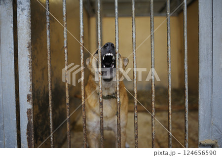 Stray dogs sitting in the aviary behind bars. Municipal animal shelter. Borodyanka, Ukraine Stray dogs sitting in the aviary behind bars. Municipal animal shelter. Borodyanka, Ukraine 124656590